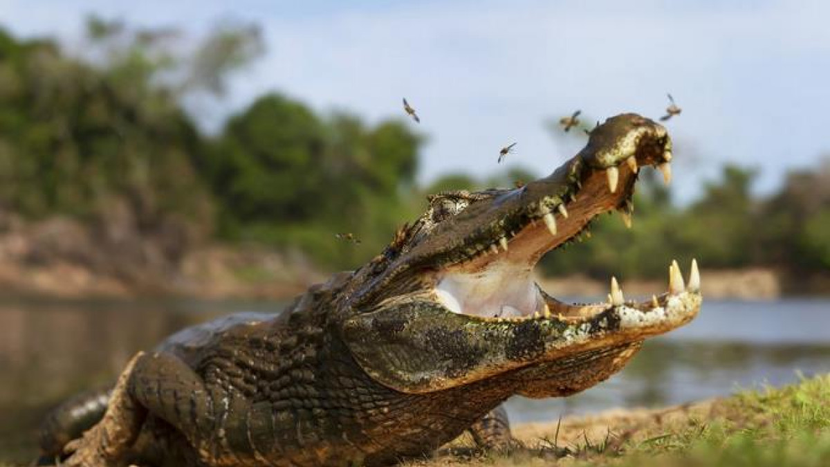 Atrapan a un caimán de casi 3 metros en el patio de una vivienda de  Florida