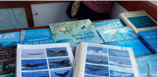 Año tras año, las mismas ballenas jorobadas vuelven a la Bahía de Samaná, lo que permite a los científicos observarlas e identificarlas.  RFI Raphal Morán