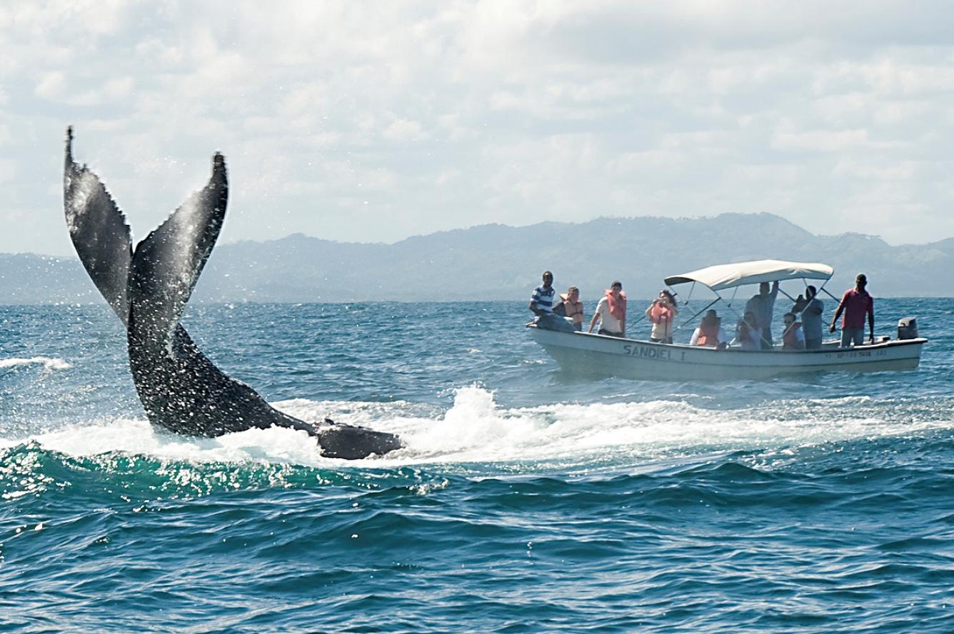 Explorar la península de Samaná, famosa por sus playas vírgenes, cascadas impresionantes, y por ser uno de los mejores lugares del mundo para la observación de ballenas.