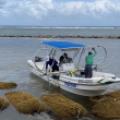 Para poder aprovechar los nutrientes del sargazo, hay que capturarlo antes de llegar a la orilla del mar porque se ensucia y se pudre.