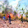 Hasta abril pasado, en el país se registraron 591 siniestros forestales, más del doble durante todo el año 2022.