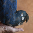 Un guacamayo de Lear (Anodorhynchus leari) muerto, electrocutado después de volar hacia una red eléctrica cerca del Complejo de Energía Eólica de Canudos, en Canudos, estado de Bahía, Brasil, el 6 de mayo de 2023.