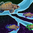 Un estudio del MIT sobre el pez dardo de aleta verde de agua dulce sugiere que la erosión de los ríos puede ser un factor impulsor de la biodiversidad en regiones tectónicamente inactivas.