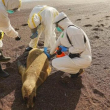 Tres técnicos inspeccionan el cadáver de un lobo marino en la Reserva Nacional de Paracas, en Perú,