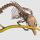 Si bien es poco común en los mamíferos, los osteodermos están muy extendidos en otros grupos de vertebrados, incluidos los reptiles, los peces e incluso los anfibios.