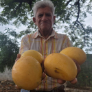Onésimo Mejía, productor de mango y presidente ad vitam de la Asociación Banileja de Productores de Mango (Abapromango).