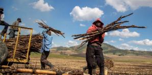 Los trabajadores recolectan caña de azúcar en una plantación cerca de El Seibo, en el este de República Dominicana, el 27 de marzo de 2023. Más de 250,000 dominicanos de padres extranjeros, la mayoría de Haití, perdieron su nacionalidad debido a la reforma de la Constitución de 2010.