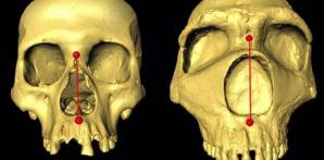 Cráneos humanos modernos y neandertales arcaicos uno al lado del otro, que muestran la diferencia en la altura nasal..