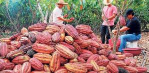 El mandato de la ICCO es el de conseguir una economía cacaotera mundial sostenible, que englobe las dimensiones sociales, económicas y medioambientales en la producción, elaboración y consumo.