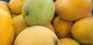 La producción de mango ha crecido en el país.
