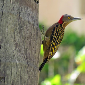 Pájaro carpintero (Melanerpes striatus).