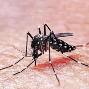 El dengue es transmitido por la picadura del mosquito.