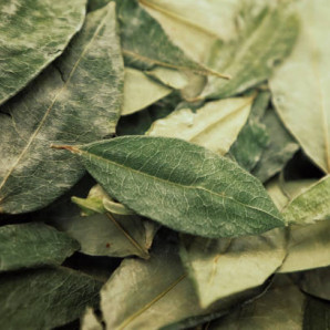 Hojas de coca. Imagen ilustrativa.