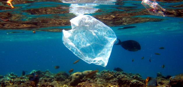 Se sabe que el 5% del plástico que se produce anualmente acaba en los océanos. Este porcentaje parece muy pequeño, pero, como subraya Romera, “cuando estamos hablando que anualmente se fabrican 368 millones de toneladas, la cantidad no es despreciable. En la imagen, peces nadan alrededor de una bolsa de plástico en el Mar Rojo cerca de Naama Bay en Egipto.