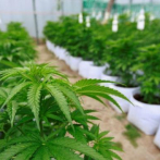 Canadá concederá la amnistía por posesión simple de cannabis