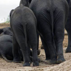 Manada de 65 elefantes deambula tras salirse de selva en Tailandia