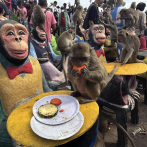 Los monos tienen su propio festival en Tailandia, les preparan un festín y comen como reyes