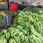 Comienza a bajar de precio el plátano, guineo verde y otros productos agrícolas, según Proconsumidor