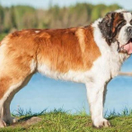 ¿Por qué los perros grandes viven menos?