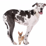 ¿Por qué los perros grandes viven menos?
