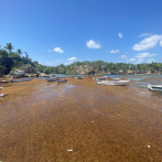 El sargazo: el alga marina que arropa anualmente las costas dominicanas