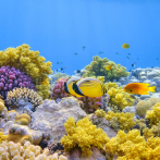Un día para celebrar el valor de los arrecifes