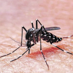 Registran 1,800 casos de dengue en lo que va de año