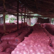 Ministro de agricultura afirma no le debe “un solo centavo” a los productores de cebolla