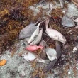 Piden investigar muerte masiva de peces en Azua