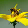 La abeja melipona produce una miel única y llena de propiedades