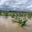 COE reporta dos personas desaparecidas tras inundaciones en el sur