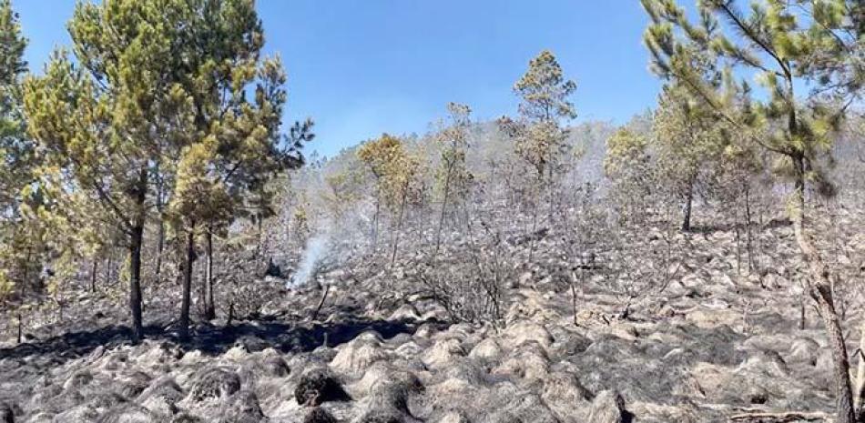 El incendio forestal que afectó el Parque de Valle Nuevo provocó graves daños a la cobertura boscosa de esta área protegida.