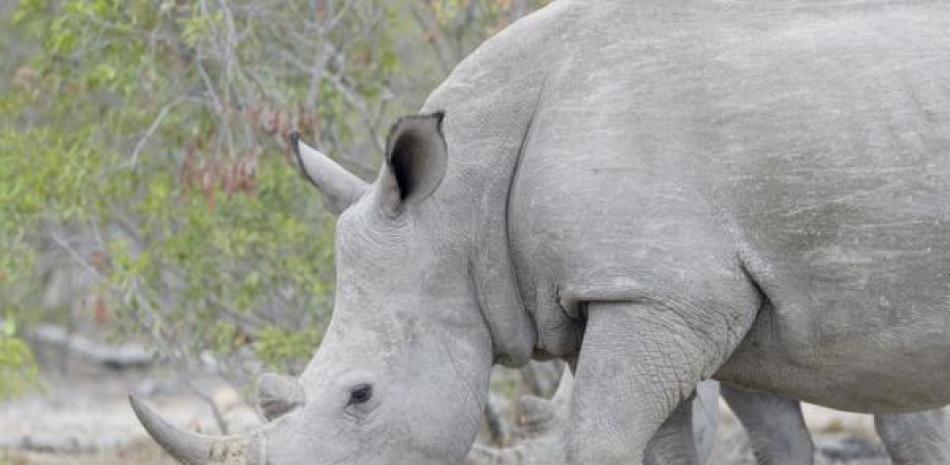 Rinoceronte blanco.