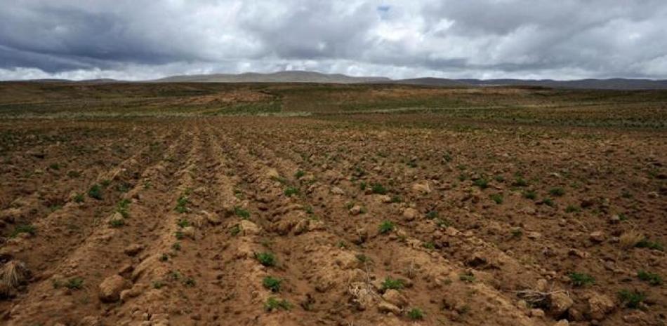 Plantación de papas afectada por condiciones extremas del clima en el altiplano de Bolivia cerca de Vilaque, municipalidad de Calamarca, el 8 de febrero de 2023. © Jorge Bernal / AFP