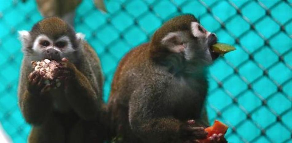 Vista de monos ardilla, en el Centro de Valoración y Atención de Fauna Silvestre San Emigdio, el 24 de marzo de 2023 en Palmira, Valle del Cauca (Colombia). EFE
