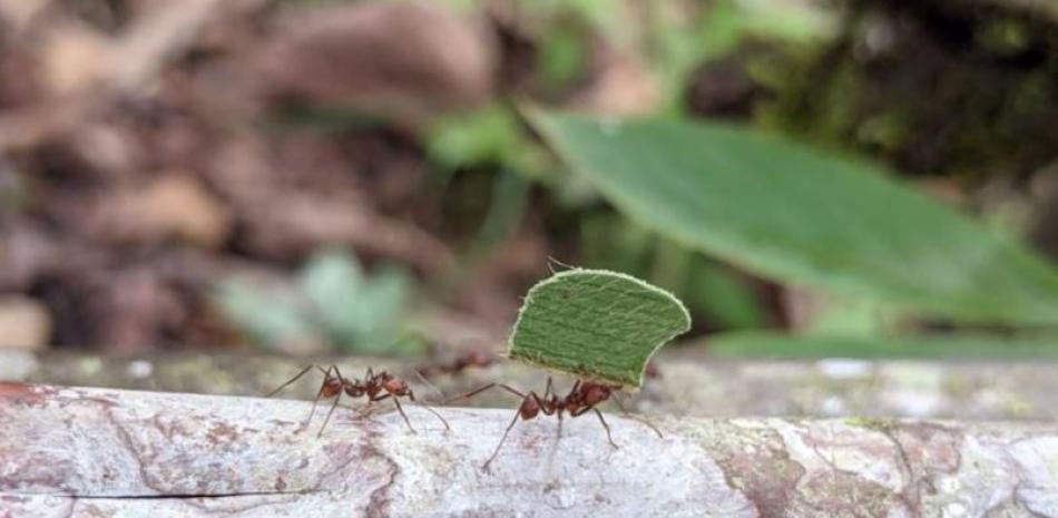 Una hormiga cortadora de hojas, una de las más de 14.000 especies vivas en la actualidad. - Europa Press