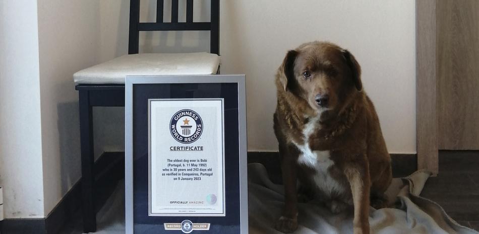 Bobi, el perro más viejo del mundo