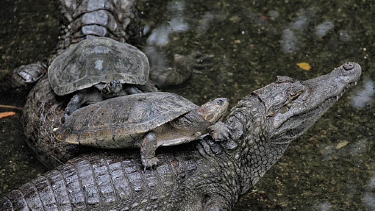 Algunas tortugas y cocodrilos pueden extinguirse en pocos años, según  estudio