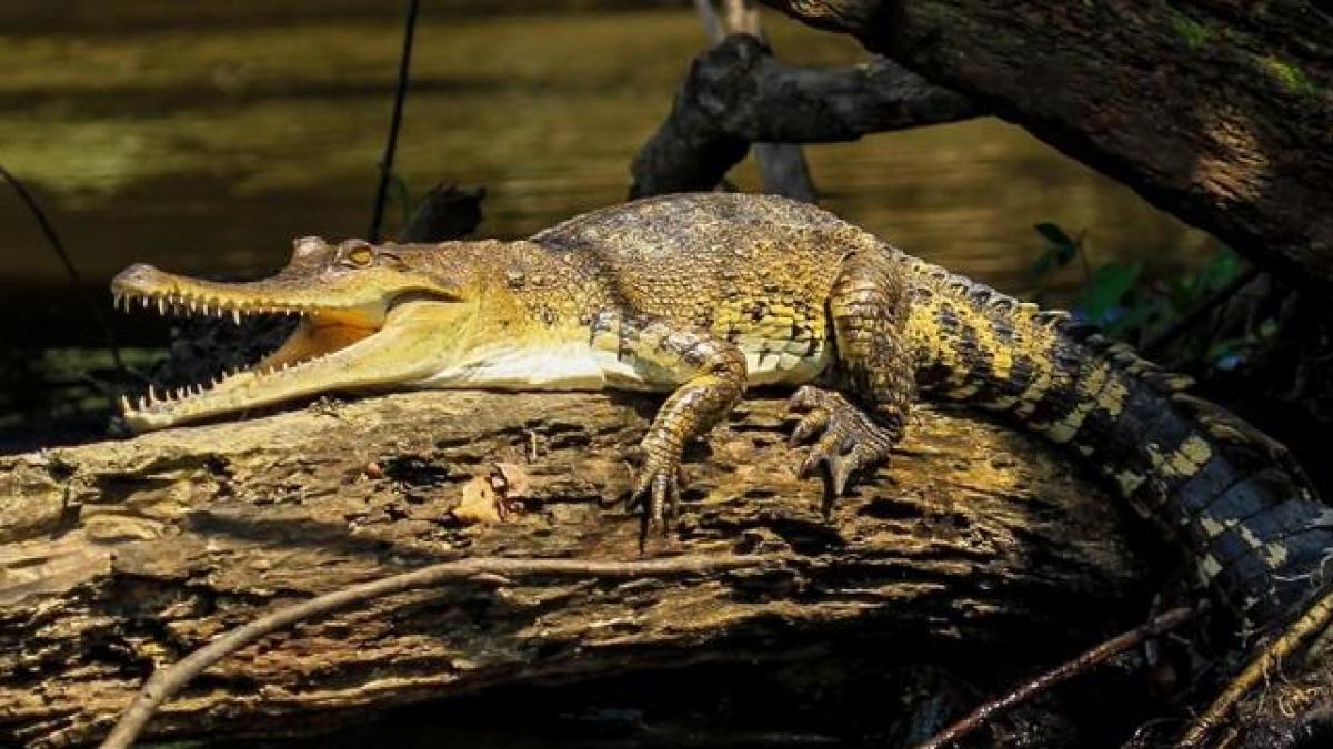 Un hombre se salva de ataque de cocodrilo al meterle los dedos en los  ojos