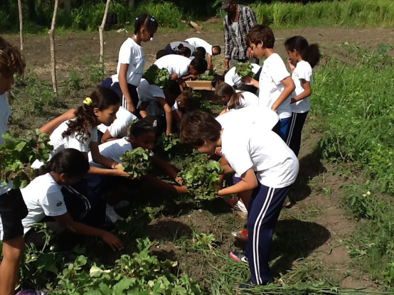 Estudiantes siembran en el huerto escolar.