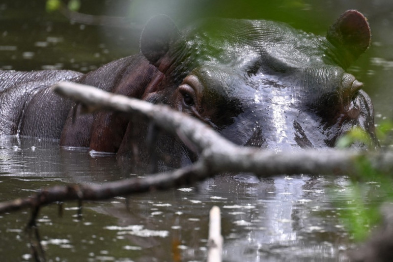 Un hipopótamo, descendiente de una pequeña manada introducida por el capo de la droga Pablo Escobar, se ve en la naturaleza en un lago cerca del parque temático Hacienda Nápoles, que alguna vez fue el zoológico privado de Escobar, en Doradal, Departamento de Antioquia, Colombia, el 19 de abril. , 2023. Colombia avanza en el traslado de 70 hipopótamos a santuarios en el extranjero en México e India, pero mitigar los estragos causados por este inusual legado del difunto narcotraficante Pablo Escobar tiene un alto precio: $ 3,5 millones.