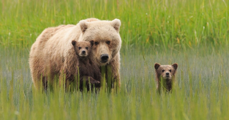 Alaska La Gran Tierra List n Diario alaska-la-gran-tierra-list-n-diario