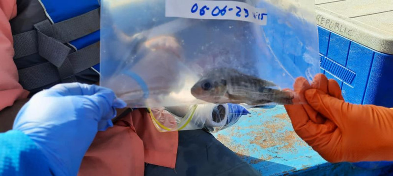 Peces tomados como prueba