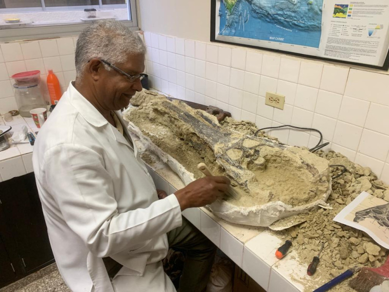 Descubren en Monte Plata una cabeza completa de gaviálido