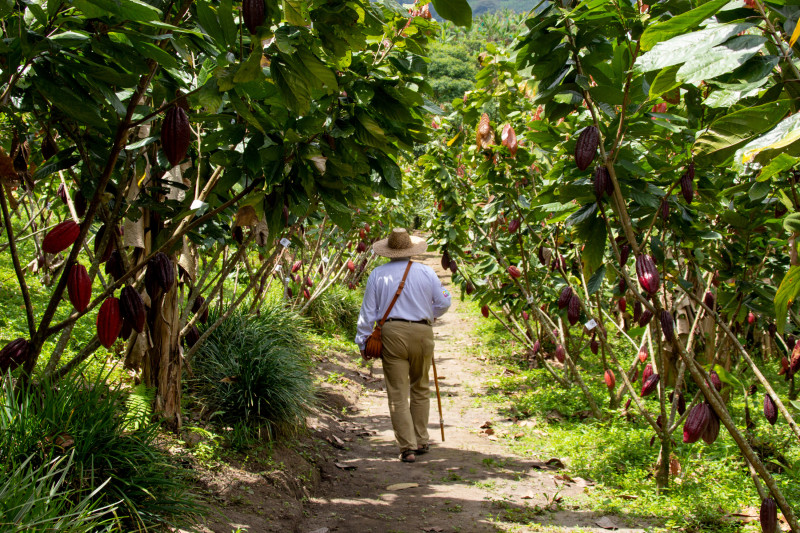 Casa Rivera del Cacao