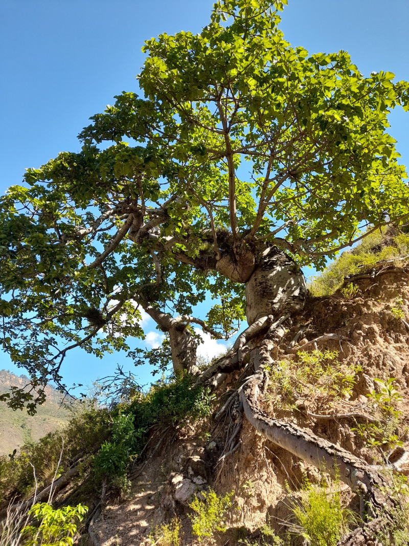 El objetivo del proyecto es contribuir para conservar la flora nativa de Santander.