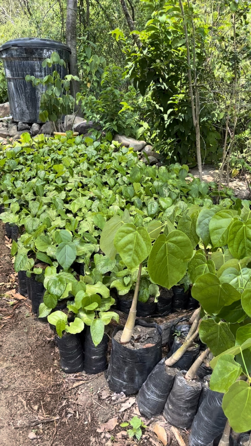 Los padres adoptivos o padrinos pueden bautizar su planta y regresar a Santander para ver su progreso.