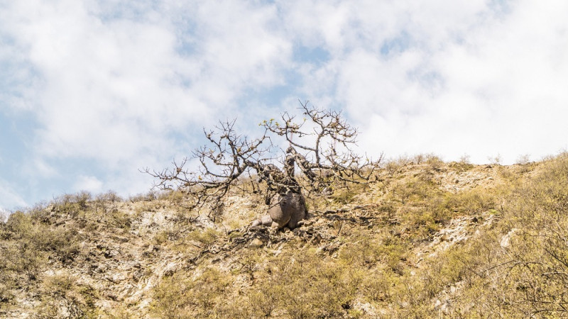 La tasa de crecimiento de la ceiba es incierta, este depende de las variables que influyen en su desarrollo.