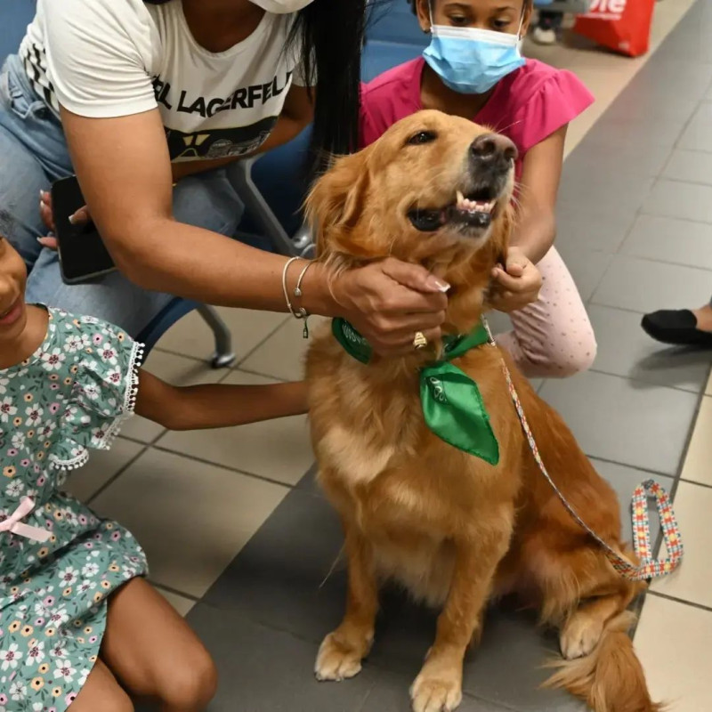 Los perros de IAA deben tener buena socialización y no ser agresivos.